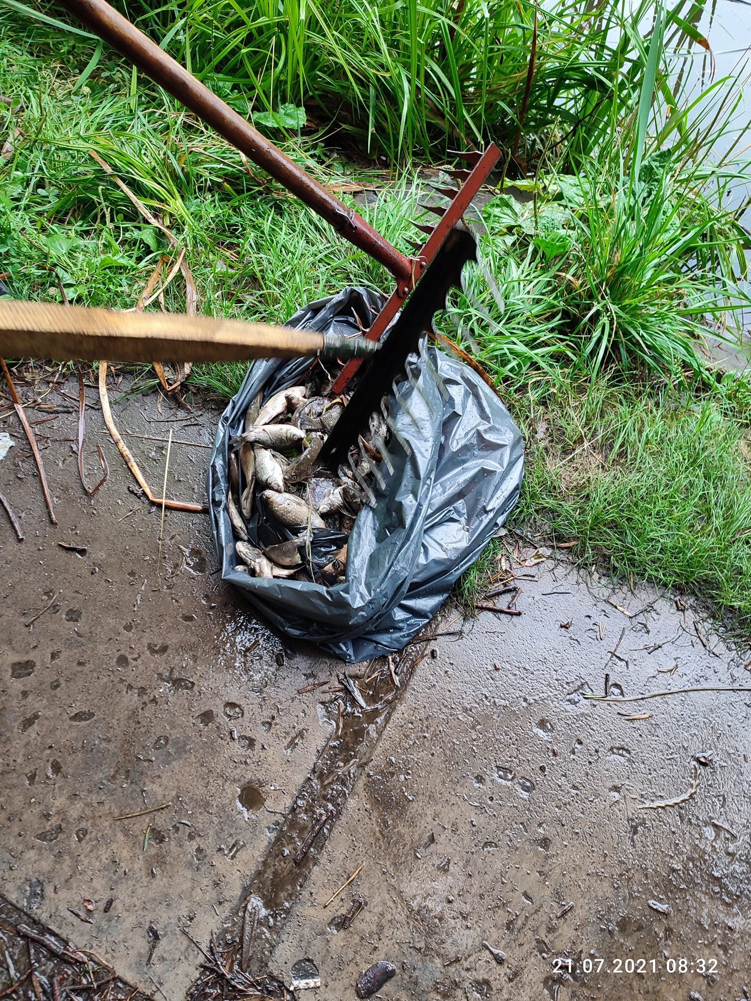 В Голосеевском парке в Киеве из-за высокого содержания ртути в воде массово погибли утки и рыбы