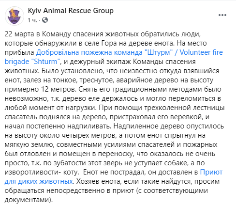 Под Киевом спасатели надпилили дерево ради спасения енота с 12-метровой высоты. Скриншот: Facebook/ Kyiv Animal Rescue Group