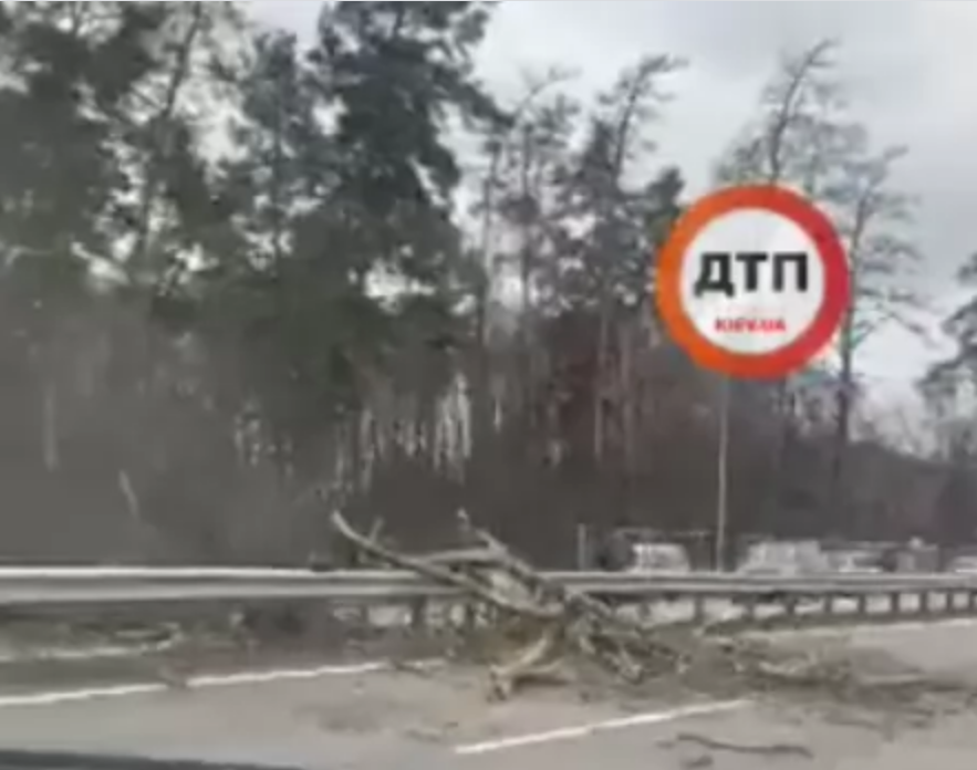 на Новообуховском шоссе на проезжую часть в сторону Обухова также упало дерево